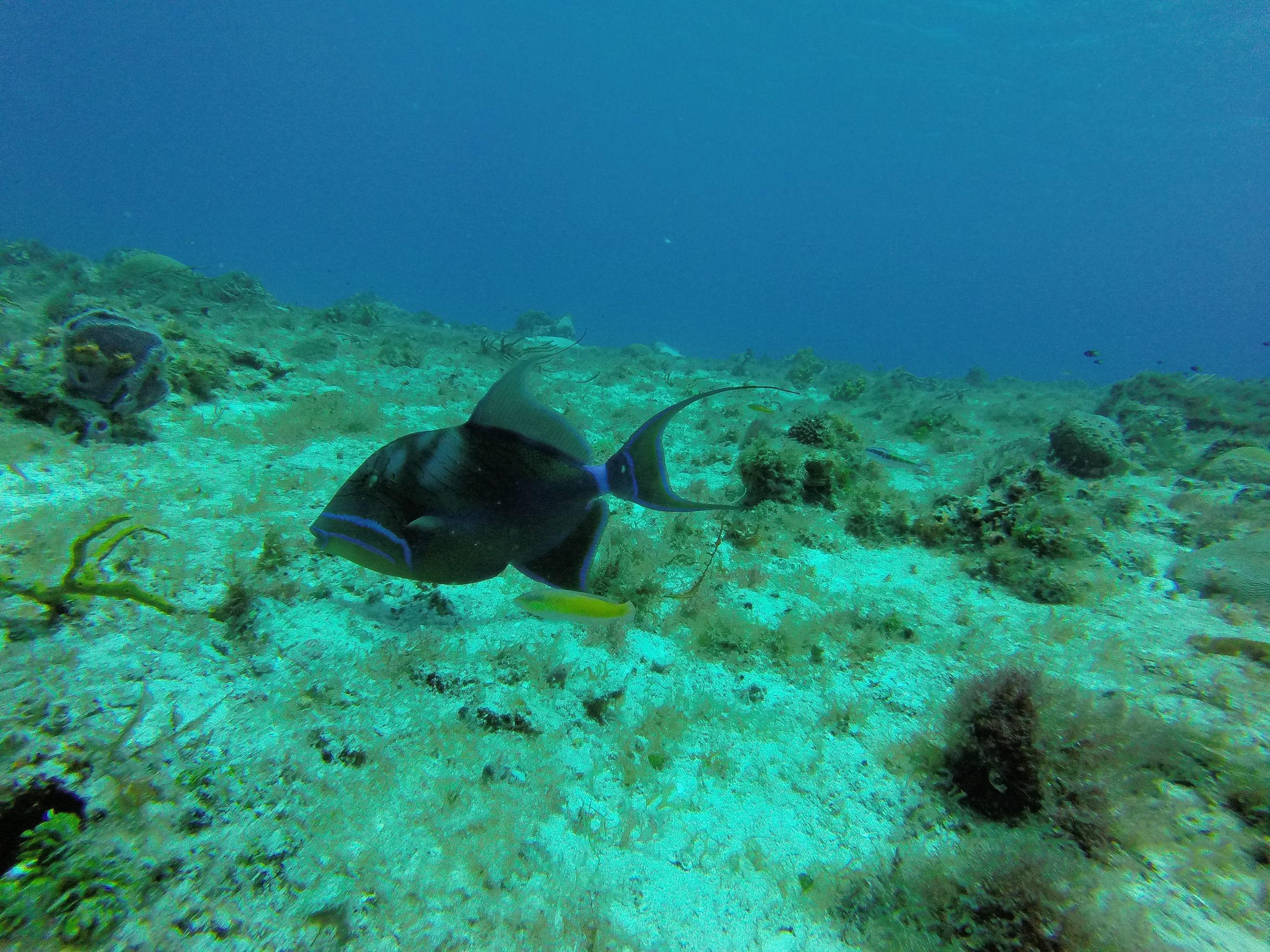 A triggerfish swimming over a reef